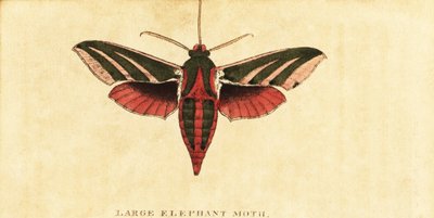 Olifantshavikmot, Deilephila elpenor door Moses Harris