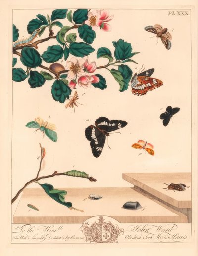 Achtcijferige mot, Diloba caeruleocephala, witte admiraal, Limenitis arthemis, schoorsteenveger, Odezia atrata, rode bogen mot, Callimorpha miniata, bruine gevederde mot, Pterophorus pterodactylus, zeldzame zilverlijnen, Bena bicolorana, en snuitmot, Hypen door Moses Harris