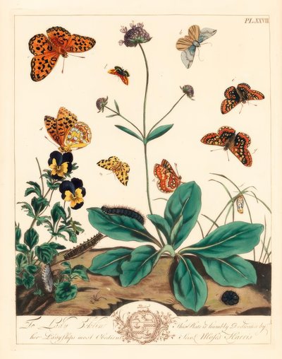 Vettige fritillary, Euphydryas aurinia, hoge bruine fritillary, Fabriciana adippe, drievoudige balk mot, Aplocera plagiata, gespikkelde gele, Pseudopanthera macularia, en karmozijn en gouden mot, Pyrausta purpuralis, op duivelsbit scabiosa, Succisa pratens door Moses Harris