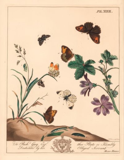Weidebruine vlinder, Maniola jurtina, houtdame of oranje tip, Anthocharis cardamines, en geruite skipper, Pyrgus alveolus door Moses Harris