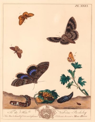 Kleine parelmoervlinder en Clifden nonpareil mot door Moses Harris