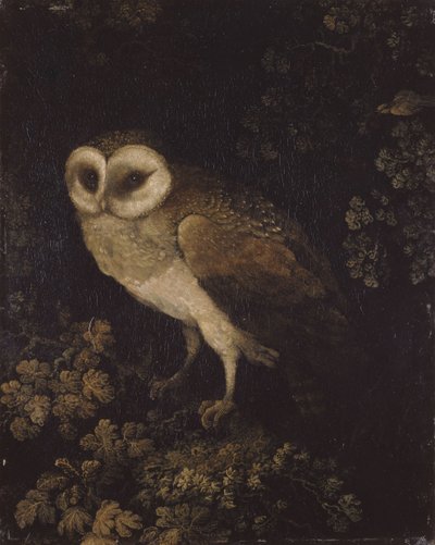 Een Uil door Moses Haughton