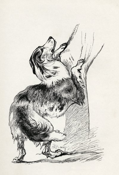 Halfbloed Herderhond die zijn meester liefkoost, uit Charles Darwin