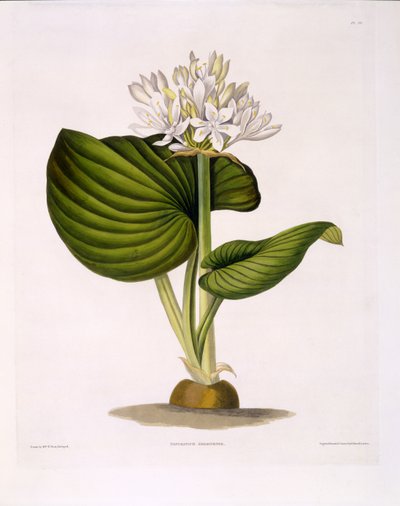 Pancratium Amboinense, plaat 20 uit 