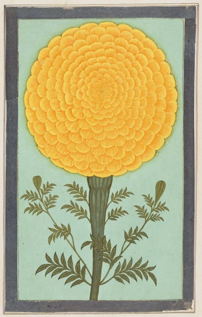 Een goudsbloem, uit het Kleine Clive Album door Mughal School