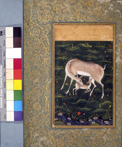 Een hinde die haar kalf zoogt, c.1560 door Mughal School