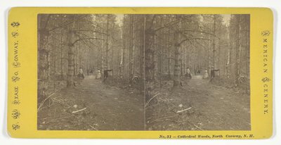 Kathedraalbossen, North Conway, N.H., midden 19e eeuw door N.W. Pease
