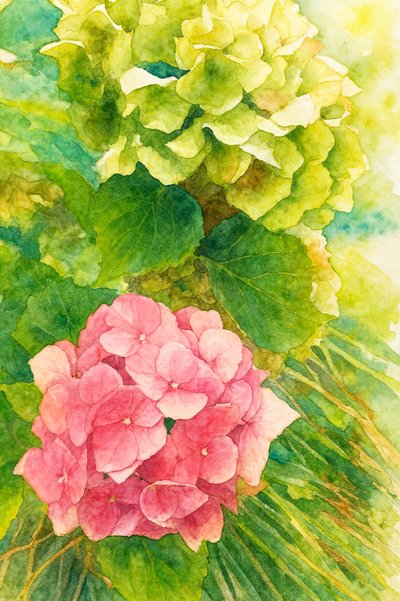 Roze en groene hortensia’s door Natalie Bruns