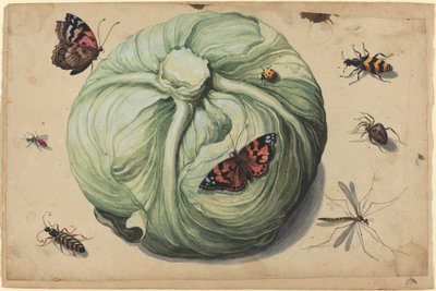 Koolkop met Insecten door Netherlandish 17th Century