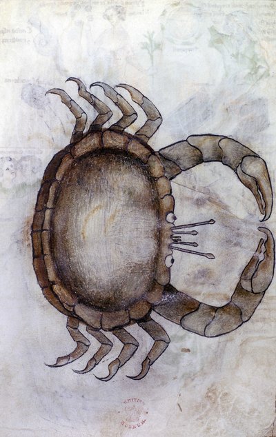 Sloane 3983 f.14v, Een krab, sterrenbeeld Kreeft door Netherlandish School