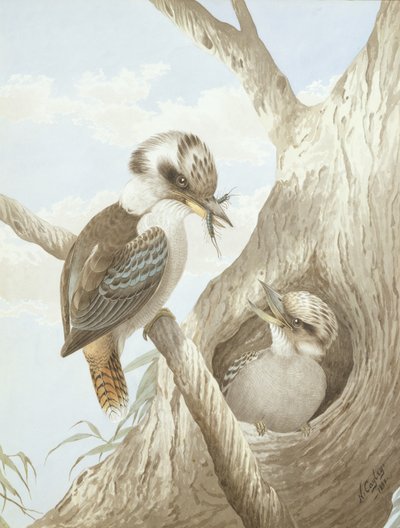 Kookaburra