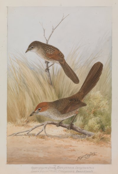 Langschnabel-Lackvogel door Neville William Cayley