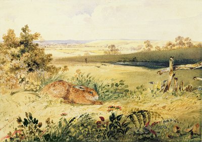 Haas in een Landschap, 1827 door Newton Fielding