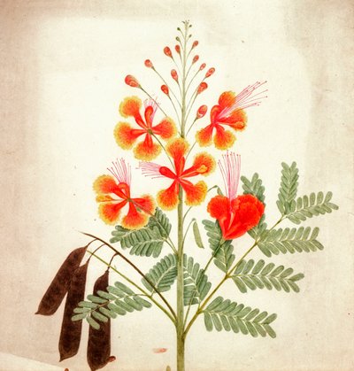 Bloemenstudie door Nicholas Tomlinson