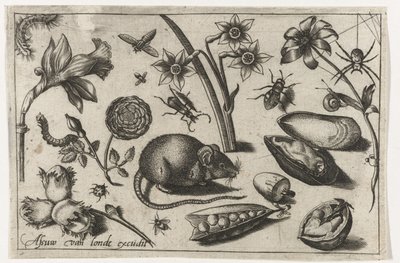Bloemen, een muis, insecten en een mossel door Nicolaes de Bruyn (possibly)
