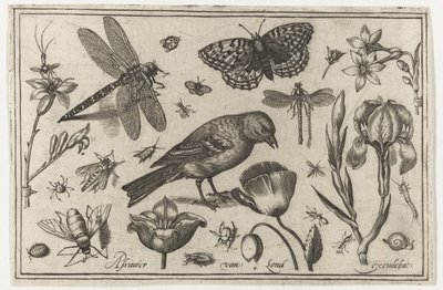 Bloemen, libelle en vogel (Vogels, bloemen, insecten etc.) door Nicolaes de Bruyn (possibly)