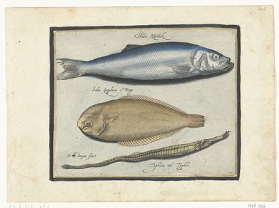 Haring, tong en zeenaald door Nicolaes de Bruyn
