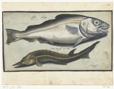 Kabeljauw en steur door Nicolaes de Bruyn