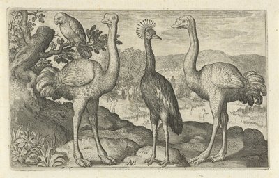 Kroonkraanvogel tussen twee struisvogels door Nicolaes de Bruyn