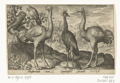 Kroonkraanvogel tussen twee struisvogels door Nicolaes de Bruyn