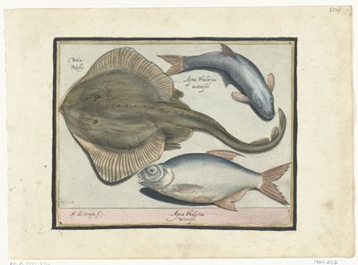 Rog, brasem en witvis door Nicolaes de Bruyn
