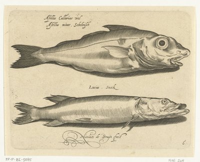 Schelvis en snoek door Nicolaes de Bruyn
