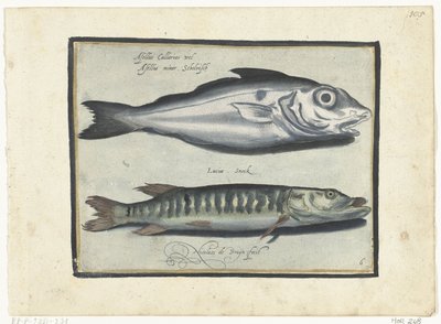 Schelvis en snoek door Nicolaes de Bruyn