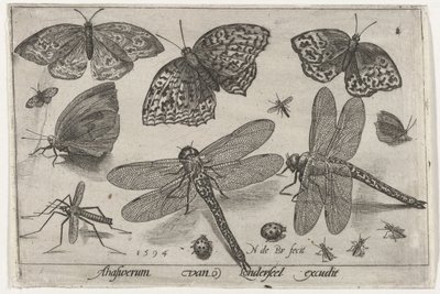 Vlinders en libellen door Nicolaes de Bruyn