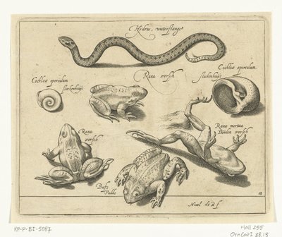 Waterslang, kikkers en padden door Nicolaes de Bruyn
