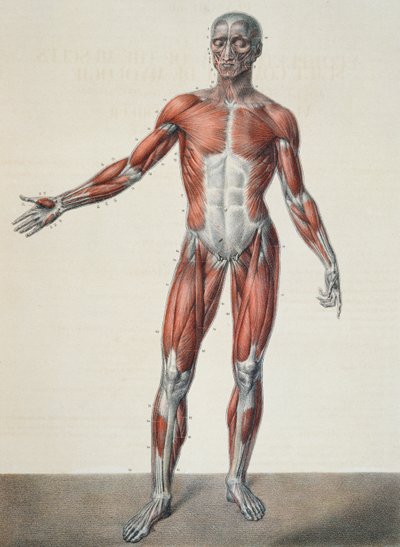 Anatomie van het menselijk lichaam, uit 