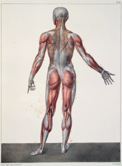 Anatomie van het Menselijk Lichaam, uit 