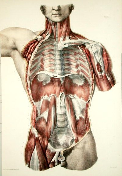 Gevilde torso, plaat uit 
