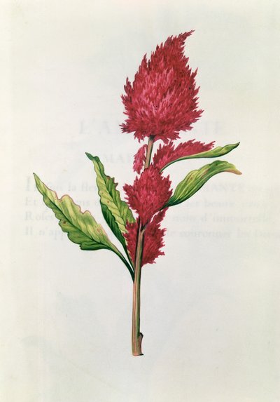 Amaranthus, uit 