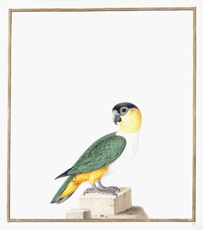Zwartkap Papegaai door Nicolas Robert