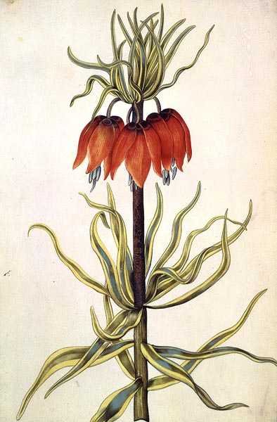 Fritilleria, c.1675 door Nicolas Robert