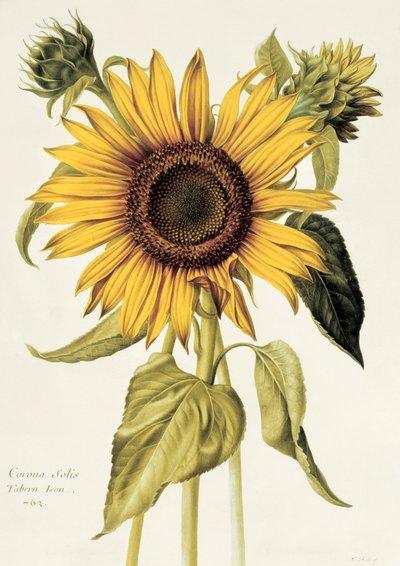 Helianthus Annuus (Zonnebloem) nr.71 uit 