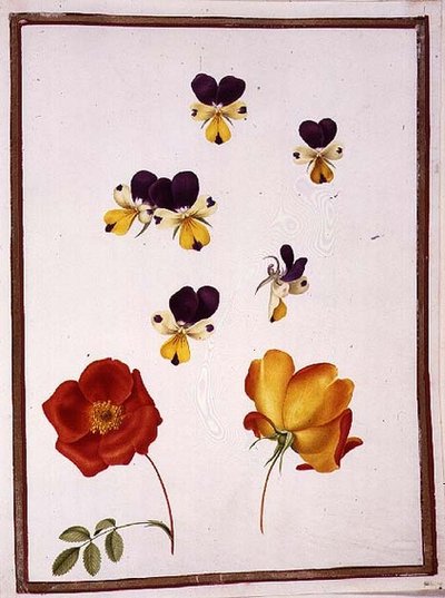 Zes hoofden van viooltjes en twee Rosa Foetida (Oostenrijkse Briar) door Nicolas Robert