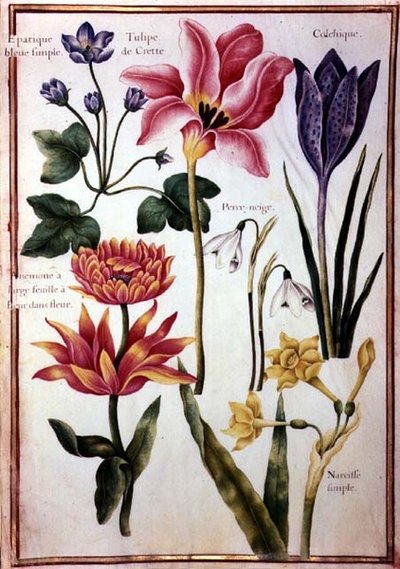 Bloemstudies door Nicolas Robert