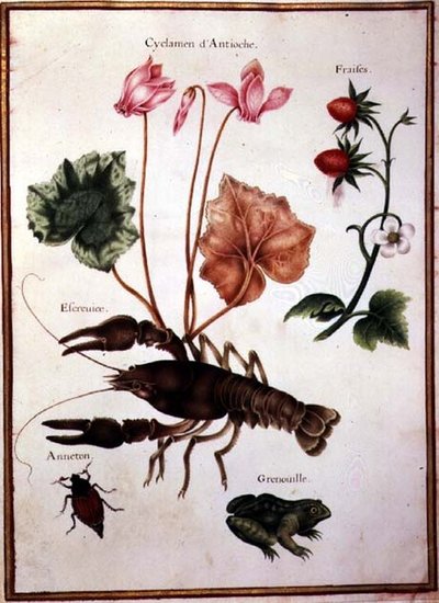 Cyclamen, alpenaardbei, een kreeft en een kikker door Nicolas Robert