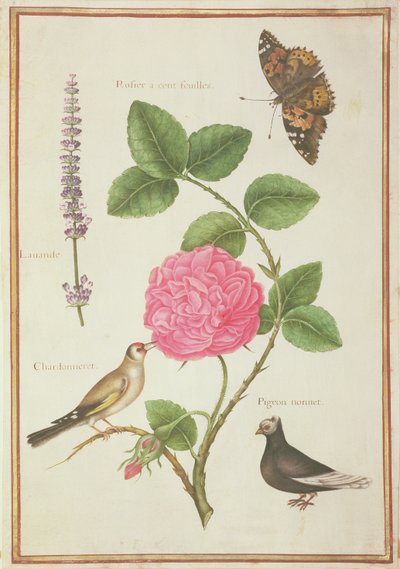 Centifolia Roos, Lavendel, Schildpadvlinder, Distelvink en Kuifduif door Nicolas Robert