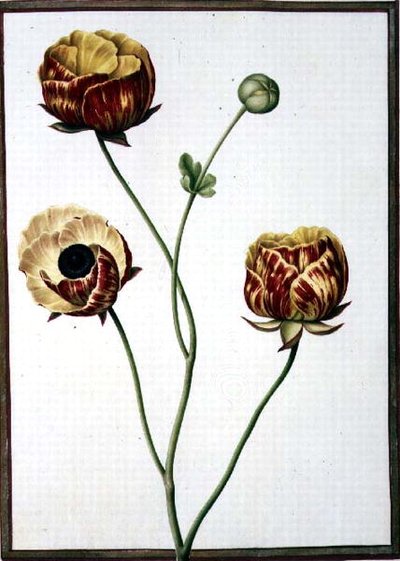 Ranunculus Asiaticus door Nicolas Robert