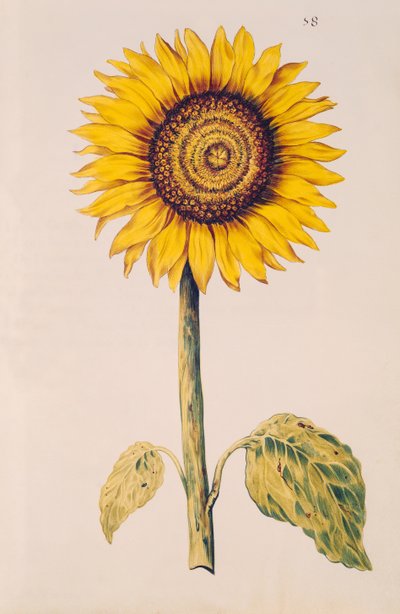 Zonnebloem of Helianthus, uit 