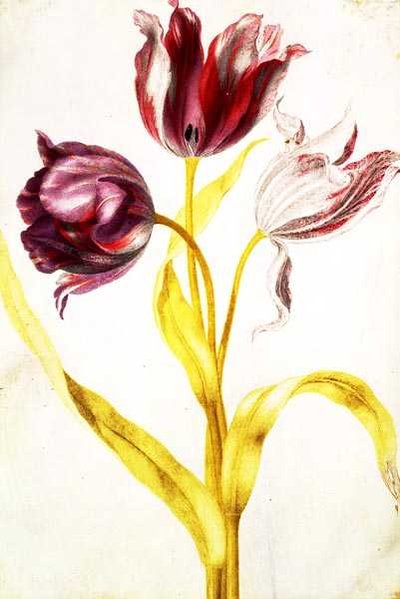Tulpen door Nicolas Robert
