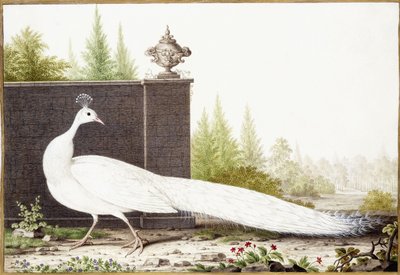 Witte pauw door Nicolas Robert