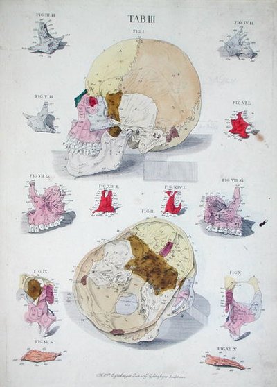 Botten van de schedel, uit 