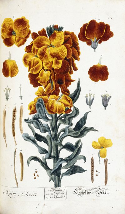 Muurbloem door Nikolaus Friedrich Eisenberger