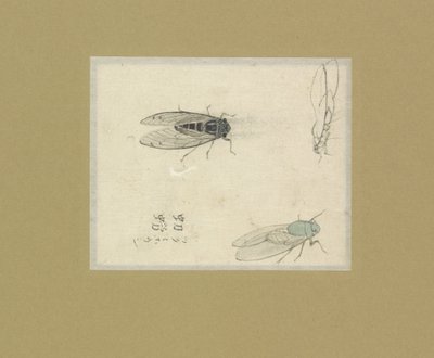 Drie studies van vliegen door Nonoyama Kozan (possibly)