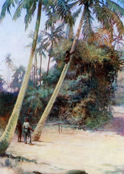 Klimmen naar groene kokosnoten, 1908 door Norman Hardy