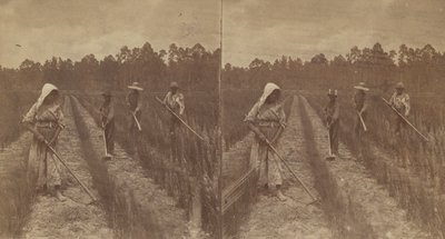 Rijst wieden door O. Pierre Havens