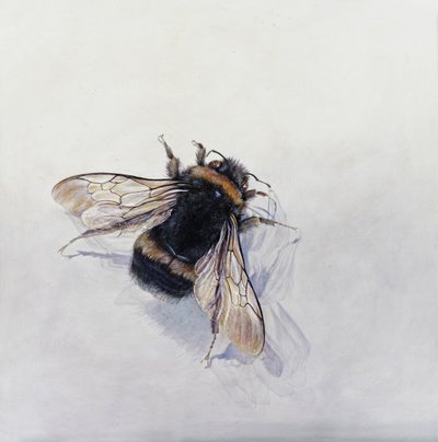 Bombus terrestris 11 (acryl op gegessuurd hout) door Odile Kidd